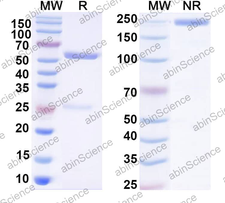 Human IgG1 (E356D/M358L), kappa Isotype Control Antibody (HyHEL-10)