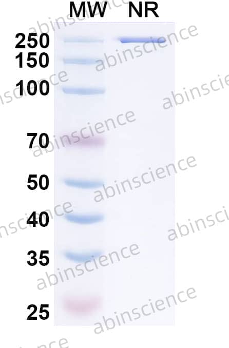 Human IgG1 (L234F/L235E/P331S), kappa Isotype Control Antibody (HyHEL-10)