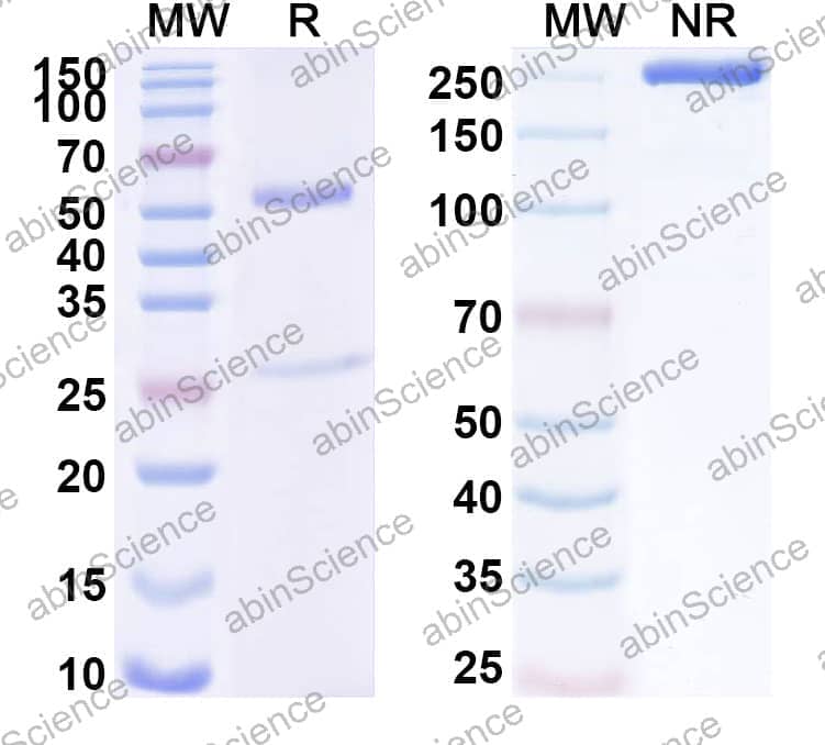 Human IgG1 (D265A), kappa Isotype Control Antibody (HyHEL-10)