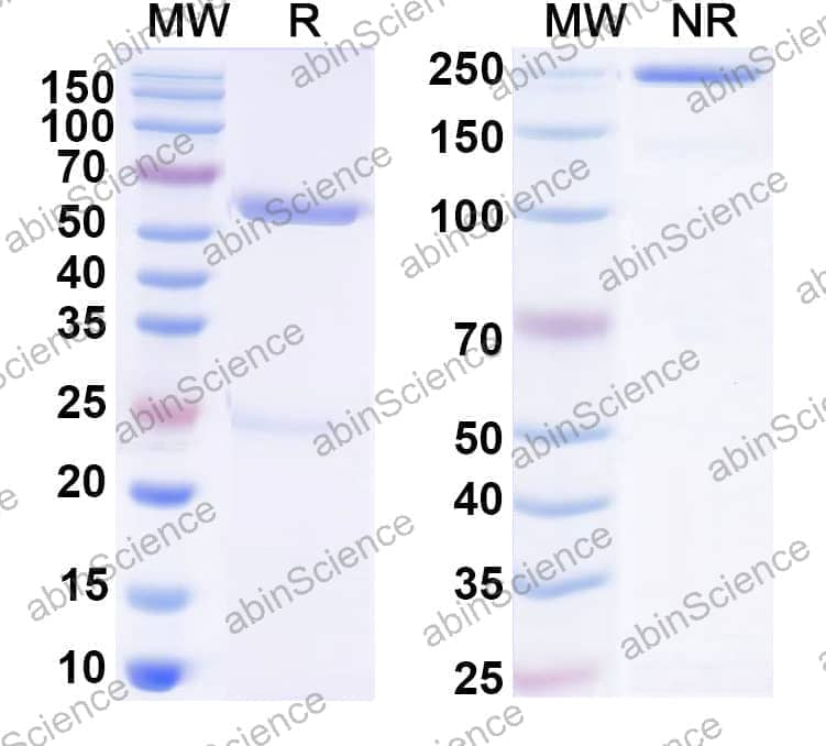 Human IgG1 (D265A/N297A), kappa Isotype Control Antibody (HyHEL-10)