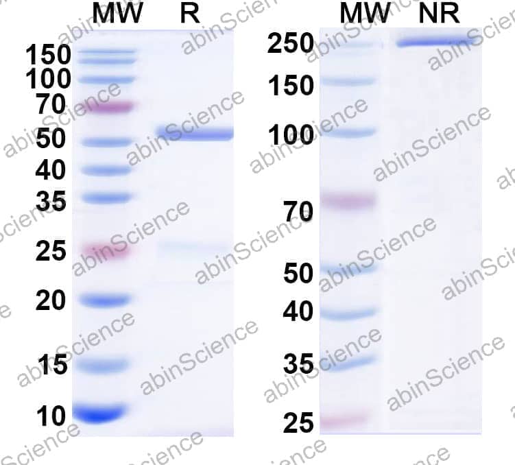 Human IgG1 (E356D/M358L/L234A/L235A/F405L), kappa Isotype Control Antibody (HyHEL-10)