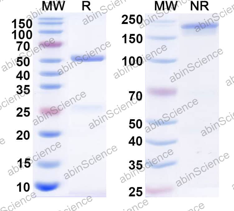 Human IgG1 (K214R/L234A/L235A), kappa Recombinant Isotype Control Antibody (HyHEL-10)
