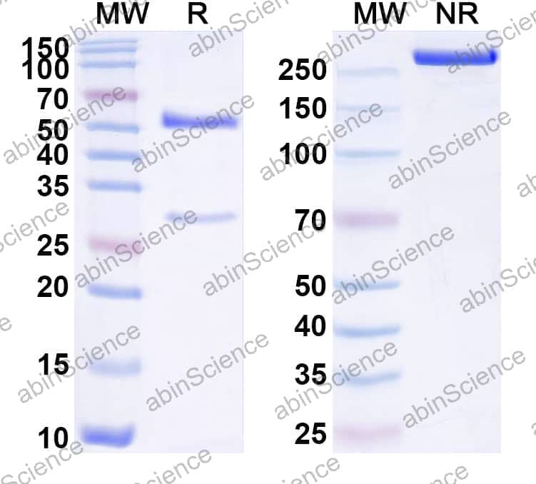 Human IgG1 (K214R/N297A), kappa Recombinant Isotype Control Antibody (HyHEL-10)
