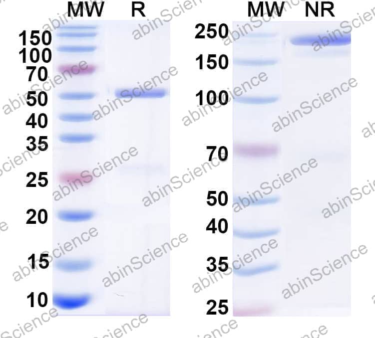 Human IgG1 (K409R/E356D/M358L), kappa Recombinant Isotype Control Antibody (HyHEL-10)