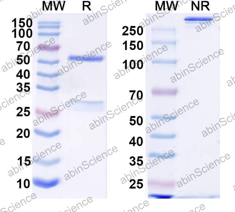Human IgG1 (L234F/L235E), kappa Recombinant Isotype Control Antibody (HyHEL-10)