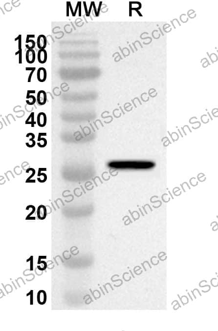 Anti-GAD1/GAD67 Polyclonal Antibody