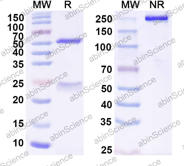 Research Grade Anti-Human TERM2 Antibody (DNL919)