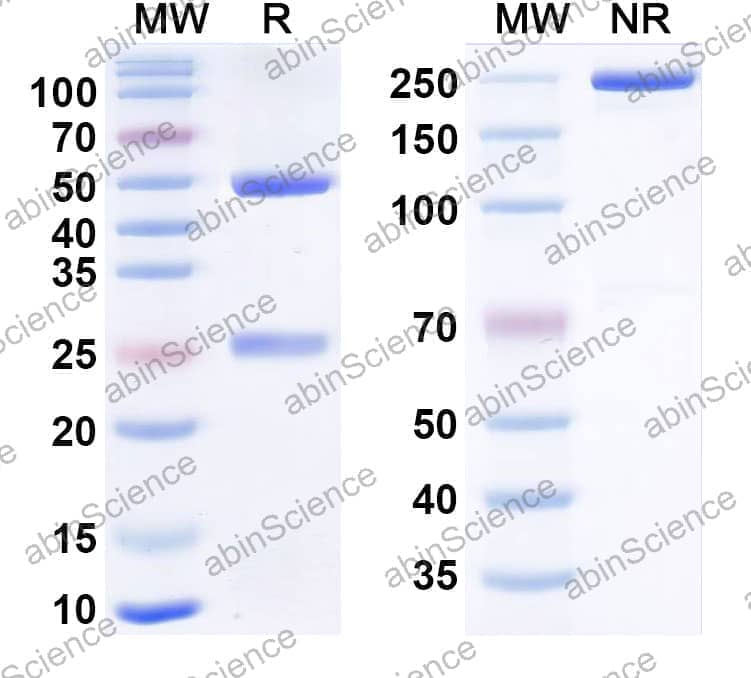 Research Grade Anti-Human TERM2 Antibody (DNL919-ATV)