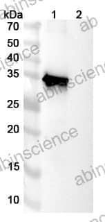 Research Grade Anti-Human TERM2 Antibody (DNL919-ATV)
