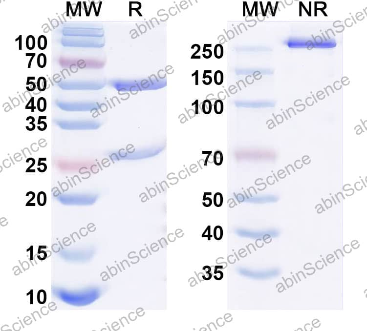 Research Grade Anti-Human TERM2 Antibody (VHB937)