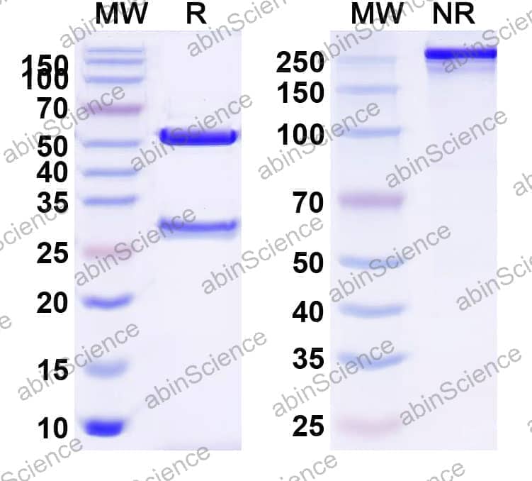 Anti-Human CD319/SLAMF7 Antibody (Luc63)