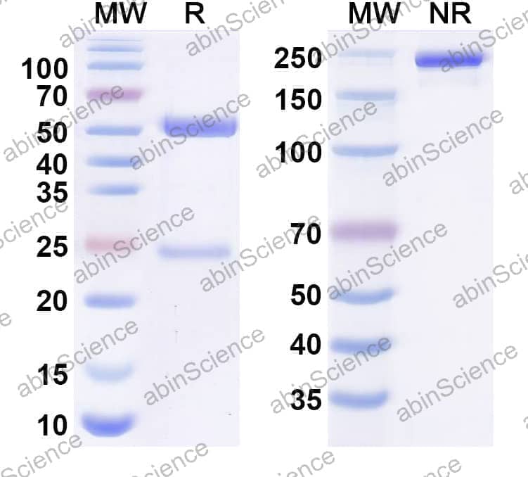 Anti-Human IL38/IL1F10 Reference Antibody (IMM20324)