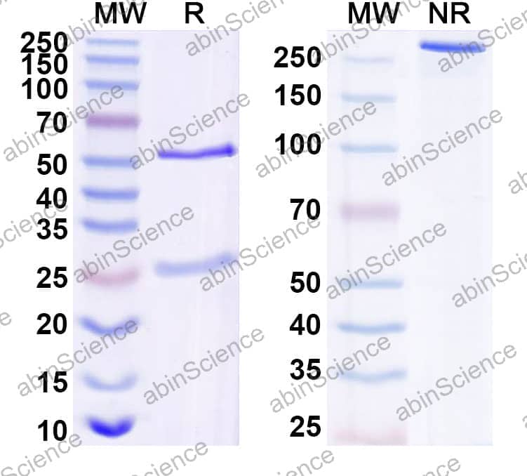Anti-Human IL17C Antibody (mab#1)
