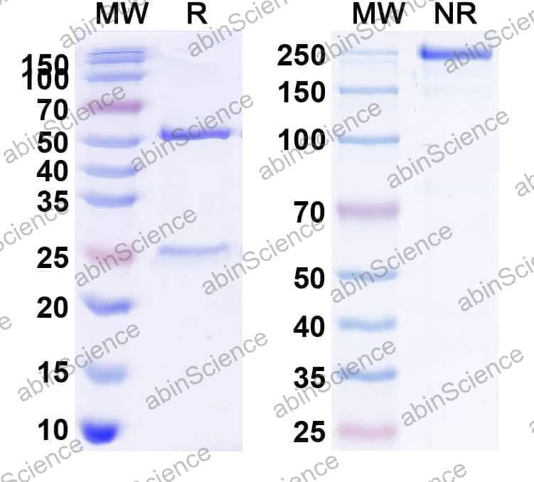 Anti-Human CD272/BTLA Antibody (SAA0087)