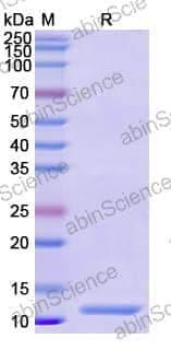 Recombinant Human FOXP3 Protein, N-His
