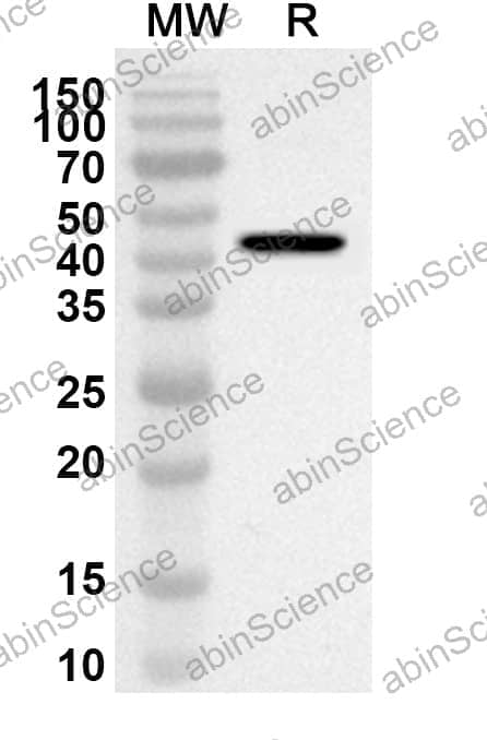 Anti-PA2G4 Polyclonal Antibody