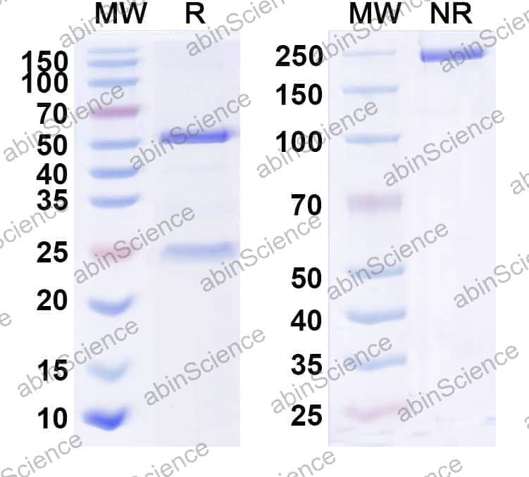 Research Grade Anti-Human IL23A/IL-23p19 (LY2525623)