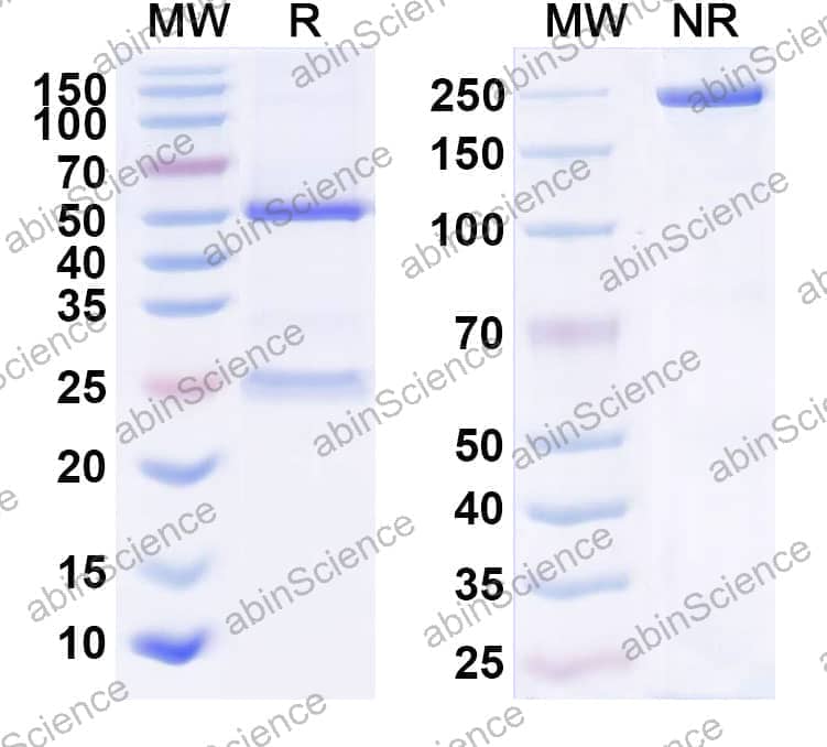 Research Grade Anti-Human IL23A/IL-23p19 (BMS-986010)