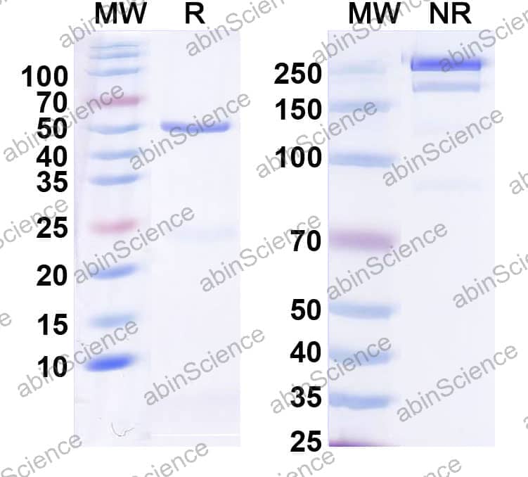 InVivoMAb Anti-Human RSPO3 Antibody (Iv0181)