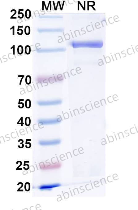 InVivoMAb Anti-Human IL17F (Iv0028)