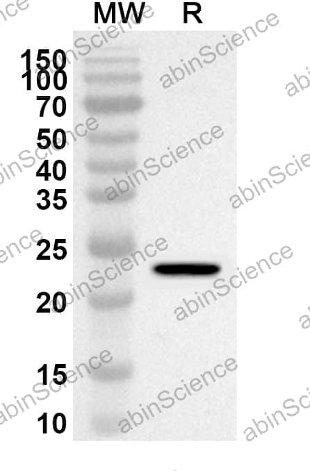 Anti-IL17F Polyclonal Antibody