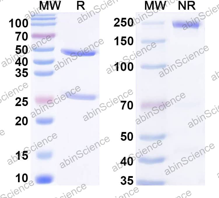 Anti-Human IL1RAP & CD3 Bispecific Antibody (BIF002)