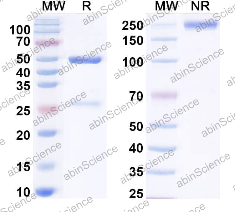 Anti-Human TP63/p40 Antibody (SAA0486)