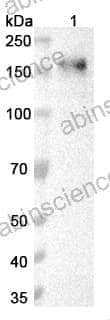 Anti-NEO1 Polyclonal Antibody