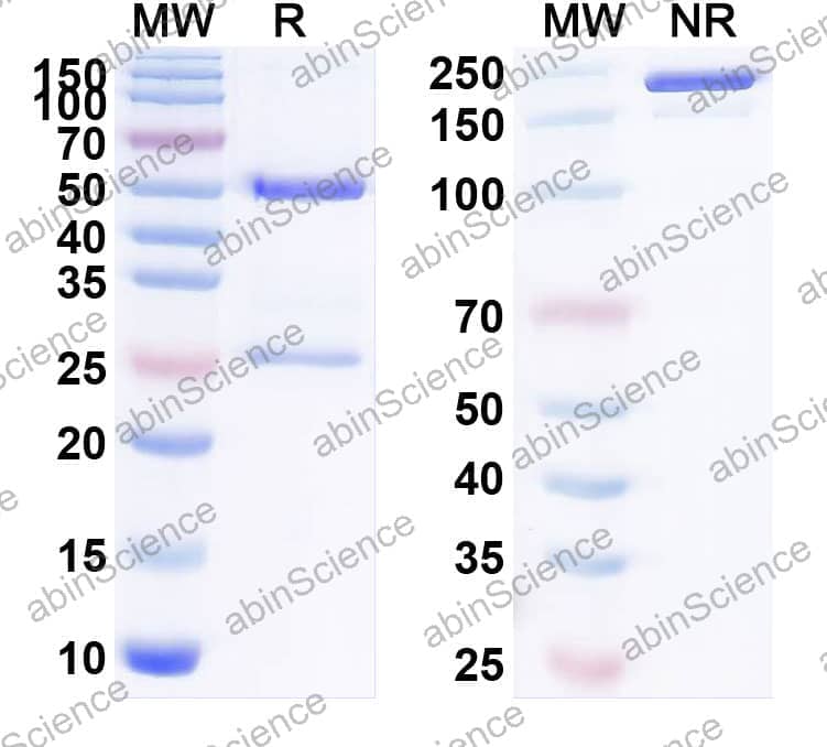 Research Grade Sofituzumab