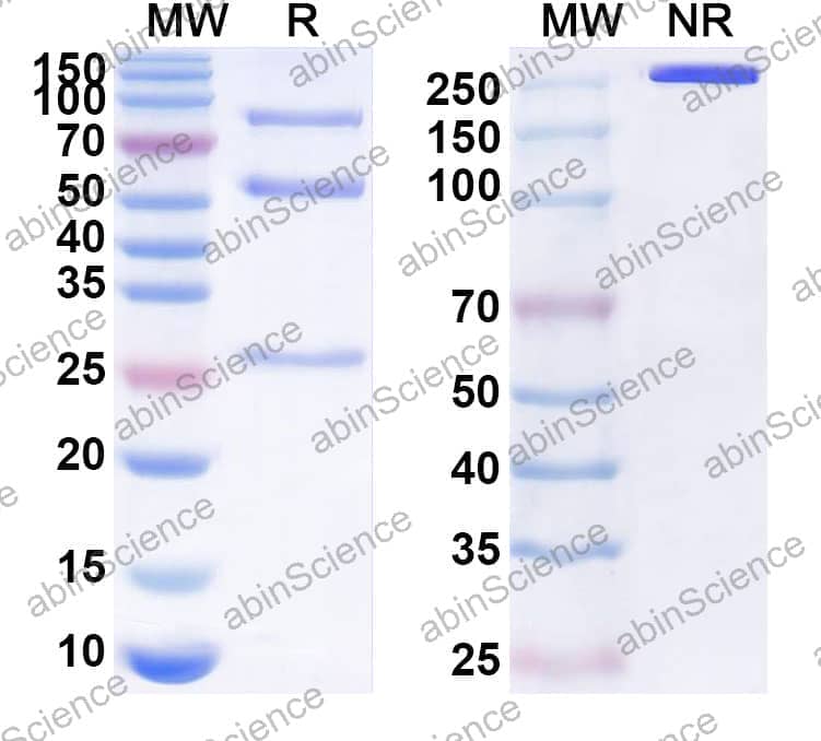 Anti-Human CD276/B7-H3 Recombinant Antibody (SAA2010)