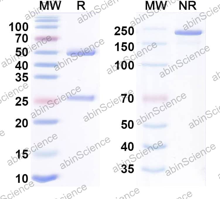 Research Grade Anti-LILRB1 & LILRB2 Bispecific Antibody (Ngm707)