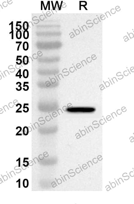Anti-CD201/PROCR Polyclonal Antibody