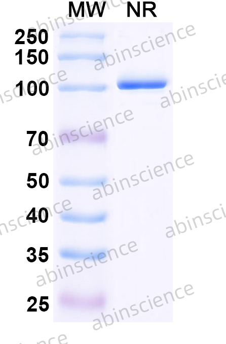 Research Grade Vepsitamab