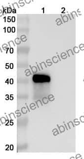 Research Grade Vepsitamab