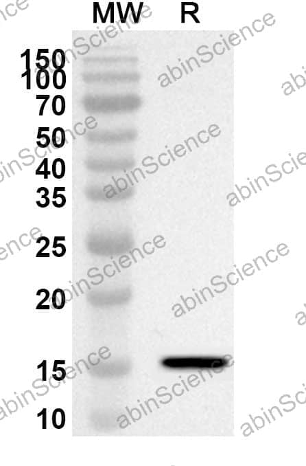 Anti-CD278/ICOS Polyclonal Antibody