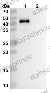 Research Grade Vopratelimab