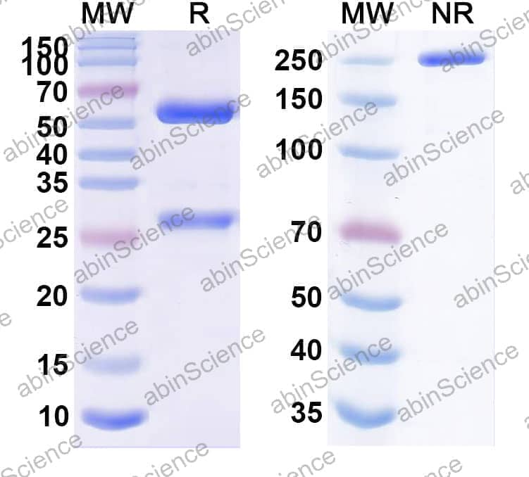 Research Grade Feladilimab