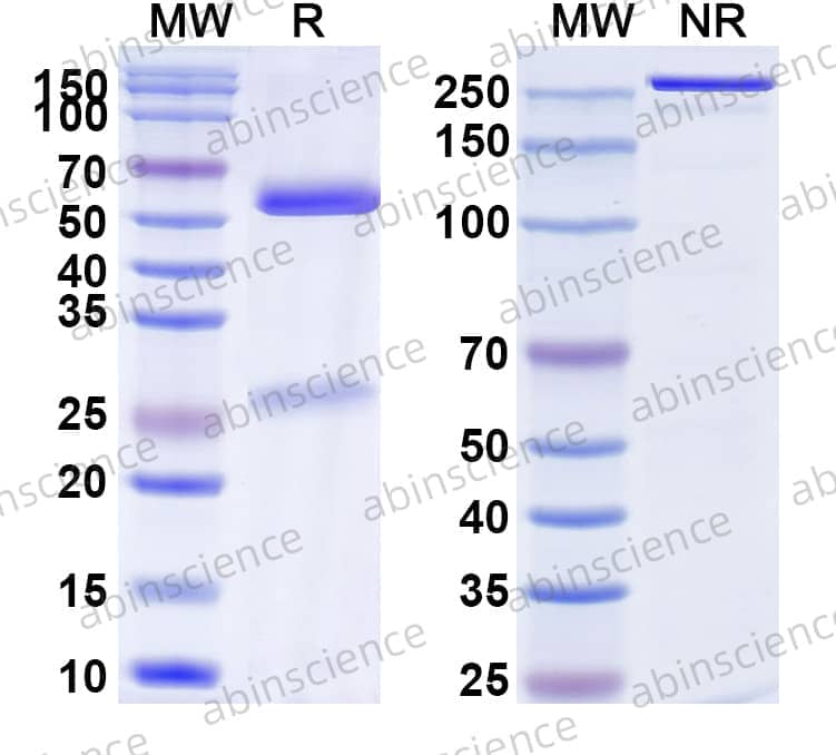 Research Grade Izuralimab