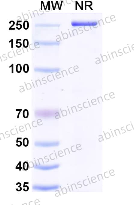 Research Grade Anti-Human CD305/LAIR1 (NGM438)