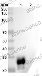 Research Grade Anti-Human CD305/LAIR1 (NGM438)