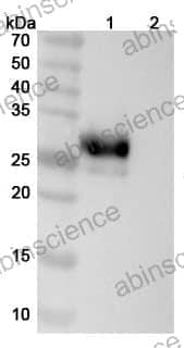 Research Grade Anti-Human CD305/LAIR1 (IO 106)