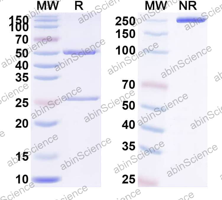Anti-Human CD266/TNFRSF12A Reference Antibody (BAY-356, RUO)
