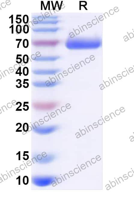 Recombinant Human CD274/PD-L1/B7-H1 Protein, C-Fc