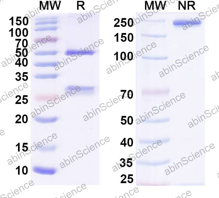 Research Grade BMS-936559/MDX-1105