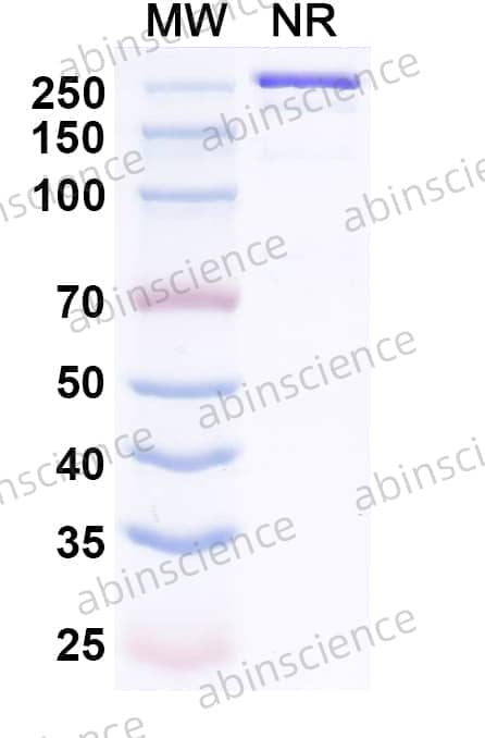 Research Grade Lesabelimab