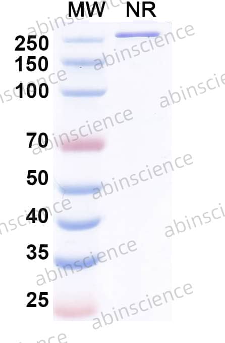 Research Grade Danburstotug