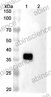 Research Grade Danburstotug