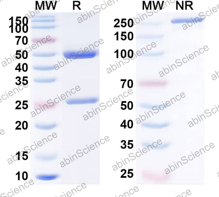 Research Grade Anti-Human CD274/PD-L1/B7-H1 (ABM101)