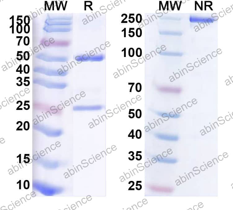 Research Grade Anti-Human CD274/PD-L1/B7-H1 (MX001)