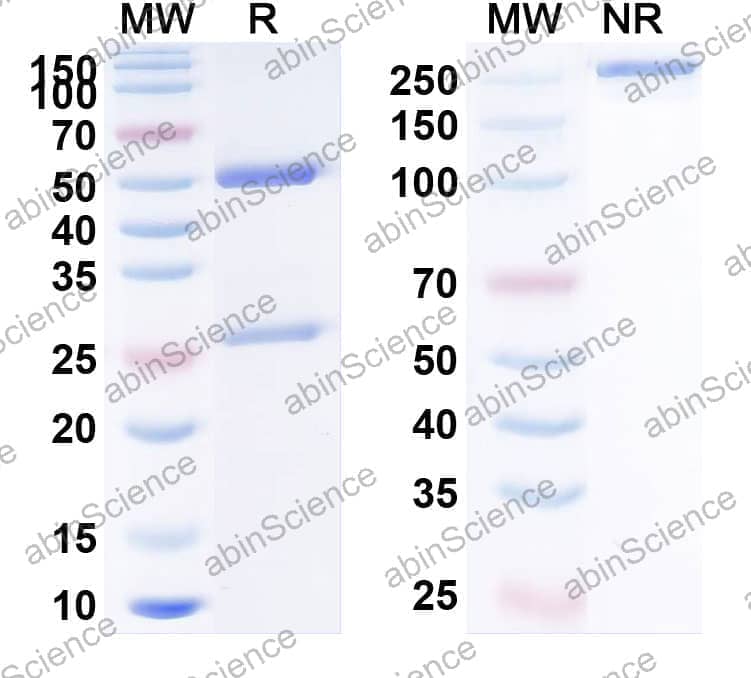 Research Grade Anti-Human CD274/PD-L1/B7-H1 (IMC-001)
